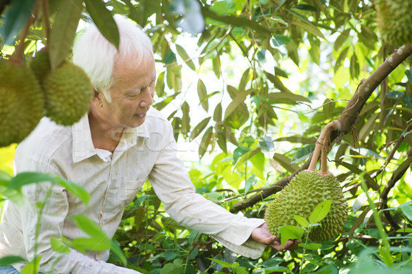 Asian people and durian tree. Stock photo © szefei