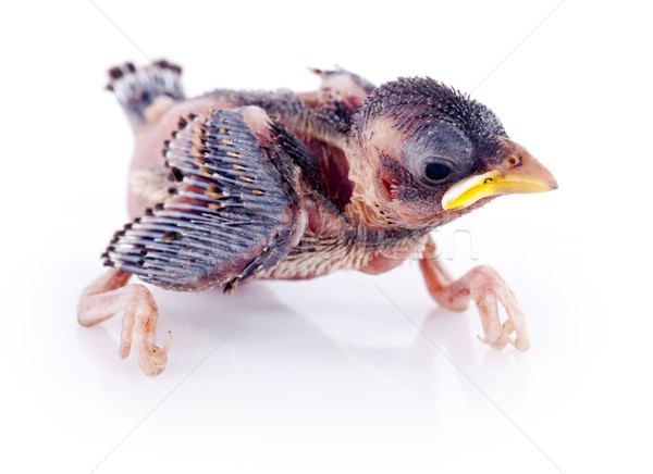 Stockfoto: Jonge · mus · witte · baby · vogel · veer