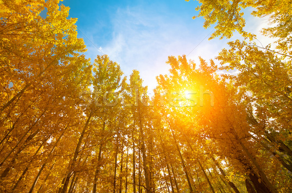 Aspen Trees in autumn seasons Stock photo © szefei