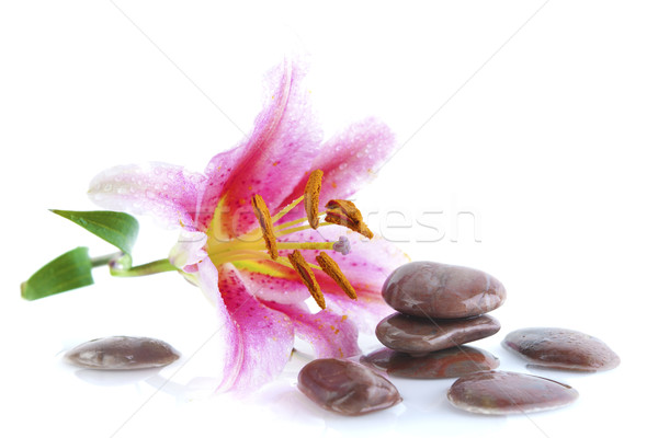 Pink lily and stones Stock photo © szefei