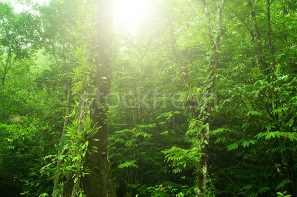 Tropical green forest  Stock photo © szefei