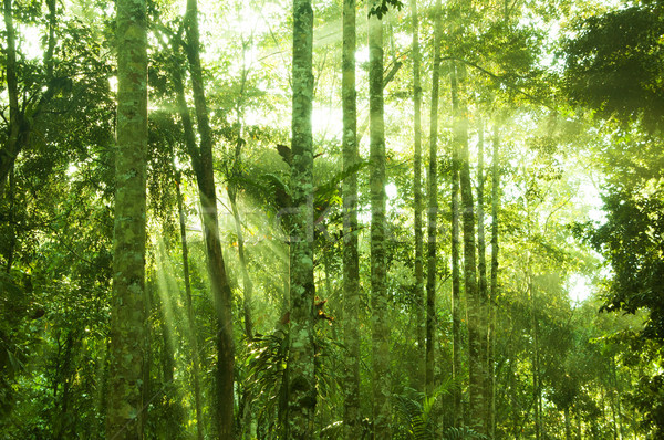 Stock foto: Unglaublich · tropischen · Regenwald · fantastisch · Dschungel · Ansicht