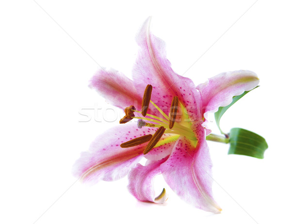 Pink tiger lily Stock photo © szefei