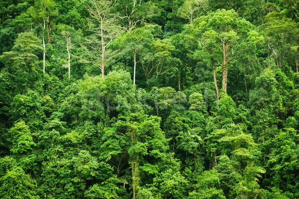 Tropical green forest landscape view Stock photo © szefei
