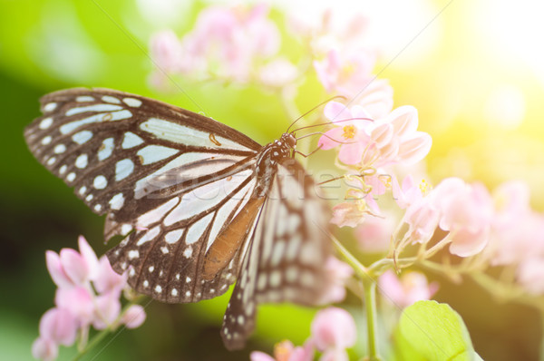 Dunkel blau Schmetterling Tiger Ernährung Stock foto © szefei