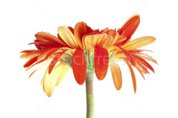 Orange Gerber Daisy Stock photo © szefei