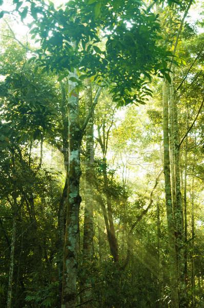 Unglaublich tropischen Wald fantastisch grünen Ansicht Stock foto © szefei