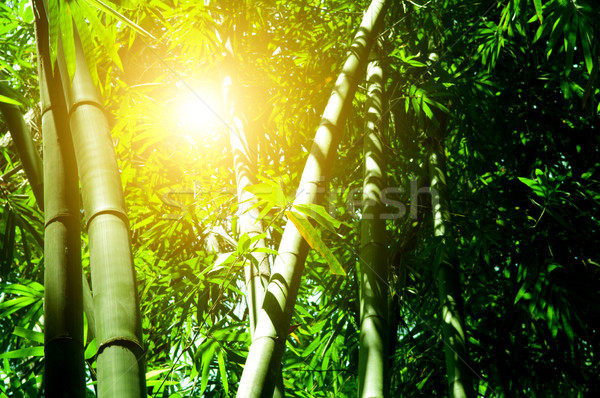 Bambusz erdő nap fény ázsiai kilátás Stock fotó © szefei