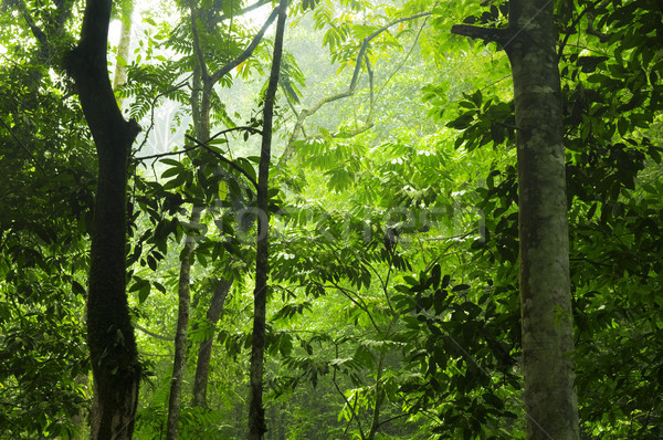 Green forest morning Stock photo © szefei