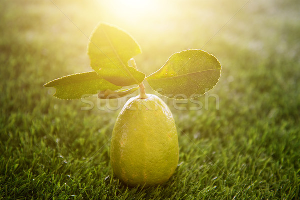 Chemical free lemon with sunlight Stock photo © szefei