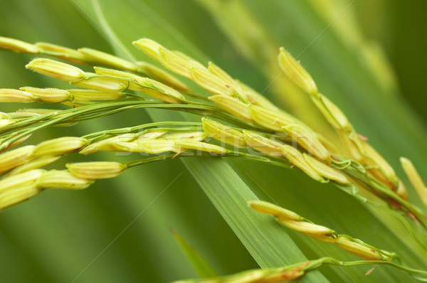 Arroz verde comida campo folhas Foto stock © szefei