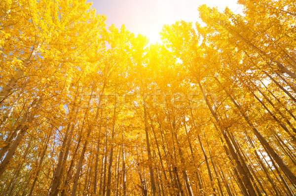 Wide angle view aspen Trees Stock photo © szefei