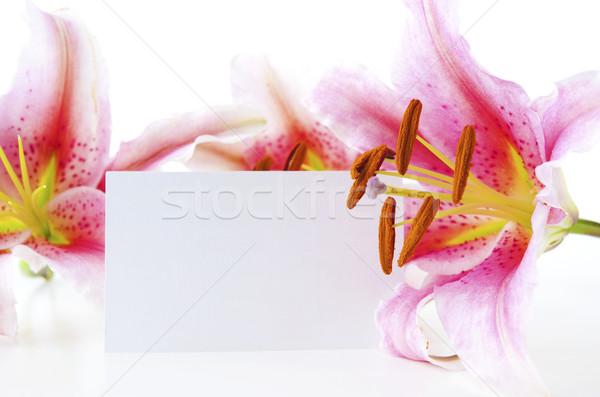 Lírios cartão de presente rosa texto espaço vermelho Foto stock © szefei