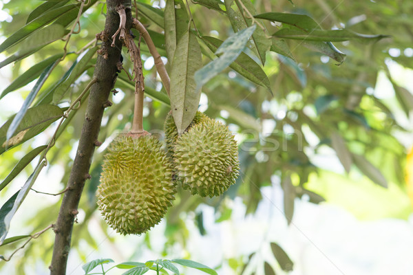 Musang king durian on tree  Stock photo © szefei
