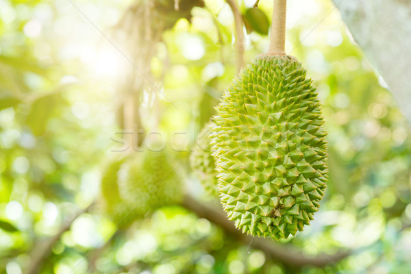 Stock photo: Close up durian king