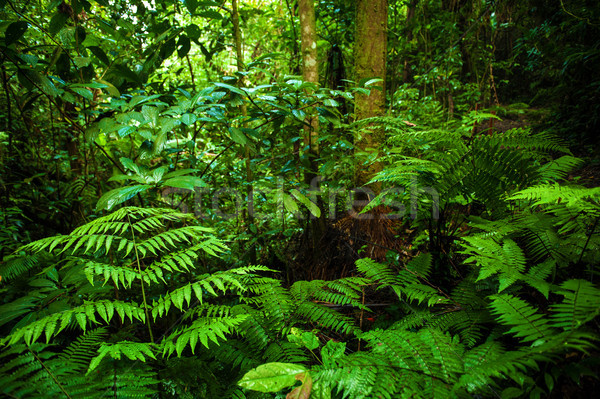 Tropical rainforest landscape Stock photo © szefei