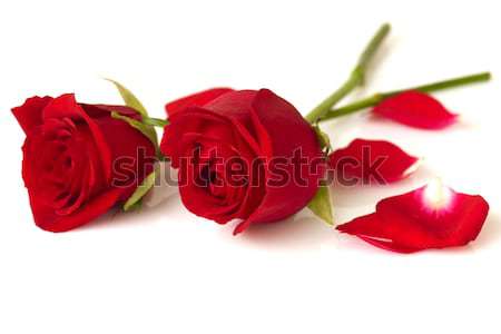 玫瑰 圖像 花瓣 白 美女 紅色 商業照片 © szefei