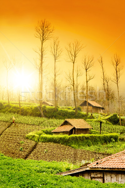 Farmland Sunrise Stock photo © szefei