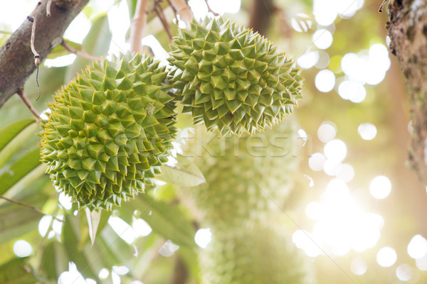 Musang king durian tree close up Stock photo © szefei