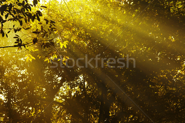 Stock photo: Morning sunbeam.