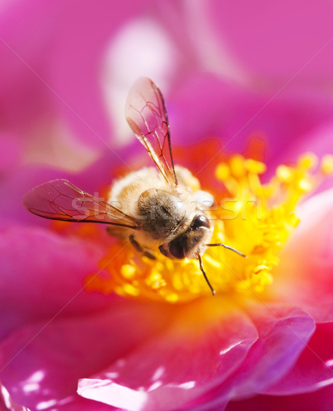 Stock foto: Biene · Sammeln · Honigbiene · Honig · rosa · Blume · Blume