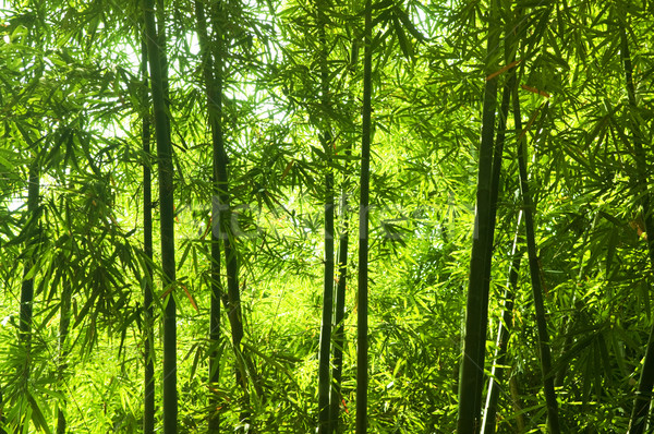 Bambù foresta asian mattina luce del sole albero Foto d'archivio © szefei