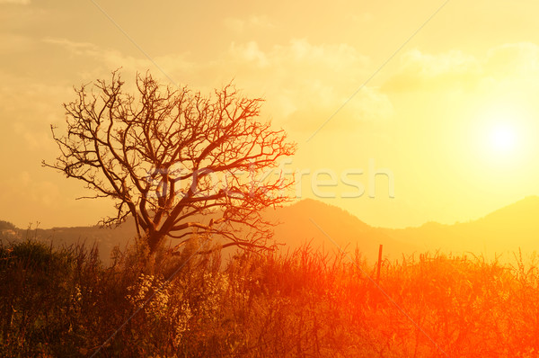 Silhouette of dying tree Stock photo © szefei