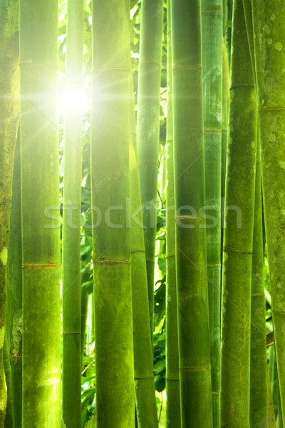 Bambù foresta asian mattina luce del sole albero Foto d'archivio © szefei