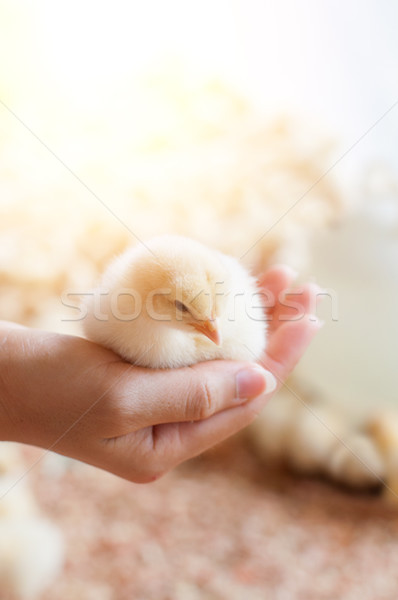 Hand holding baby chick Stock photo © szefei