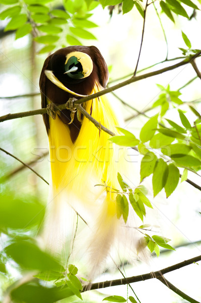 Bird Of Paradise Stock photo © szefei