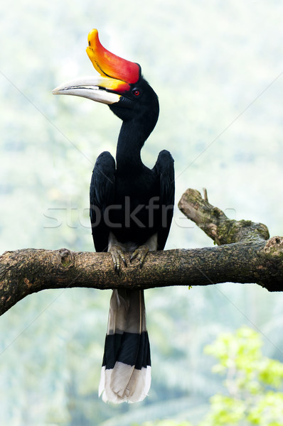Vogel Zweig Borneo groß Malaysia Dschungel Stock foto © szefei