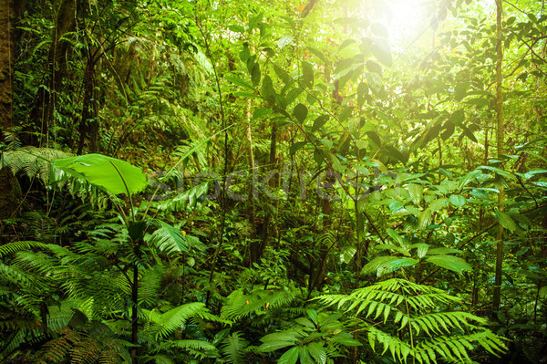 Tropical forest landscape Stock photo © szefei