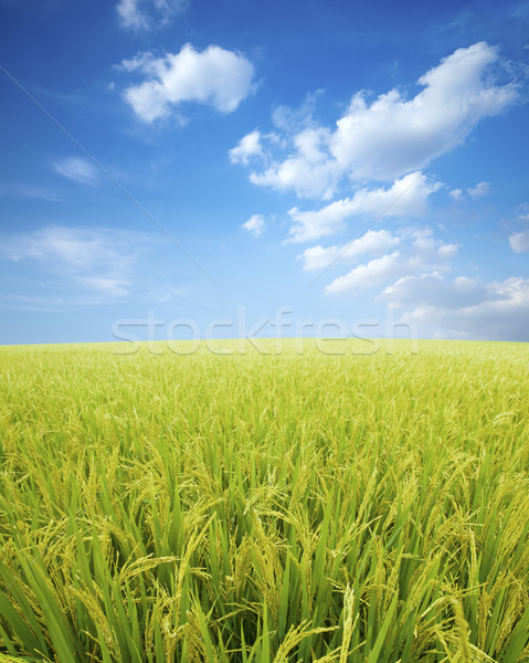 Reisfeld golden bereit Ernte Himmel grünen Stock foto © szefei