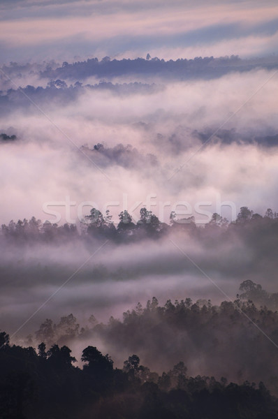 Panorama Malásia Ásia nascer do sol tropical floresta Foto stock © szefei
