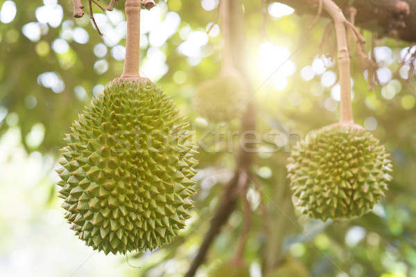 Musang king durian tree in farm. Stock photo © szefei