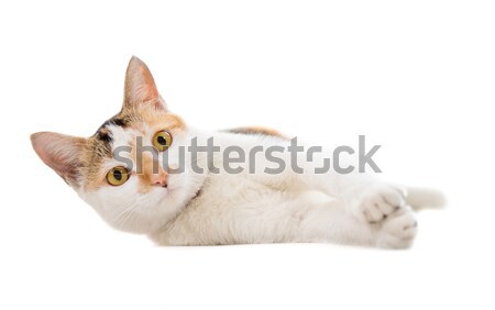 Malaysian short haired cat lying Stock photo © szefei