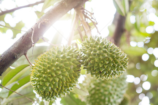 Stock photo: Close up king of fruit durian tree.