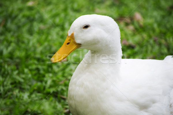 duck  Stock photo © szefei