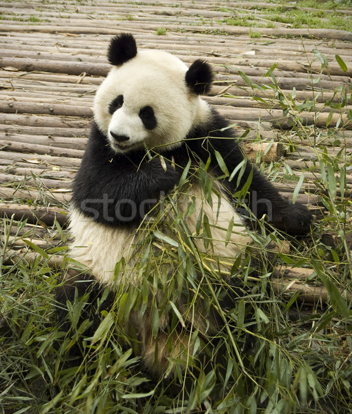 Stock photo: panda feeding 