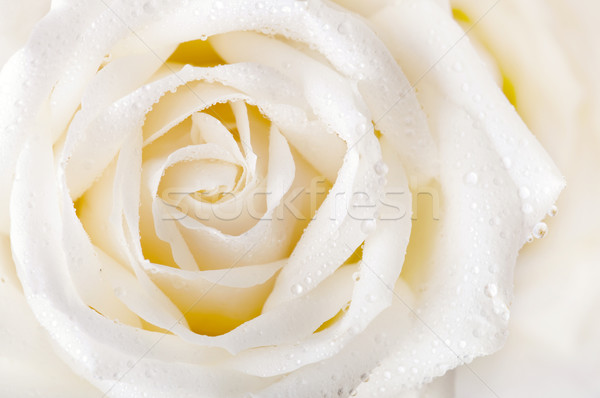 Bianco rosa rugiada fiore texture Foto d'archivio © szefei