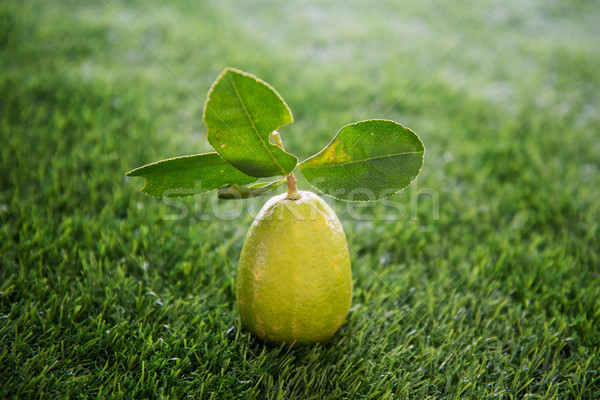 Chemical free lemon on lawn Stock photo © szefei