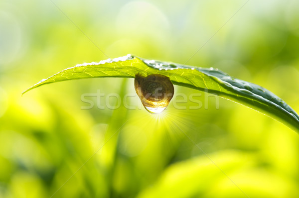 Dimineaţă roua melc ceai frunze lumina soarelui Imagine de stoc © szefei
