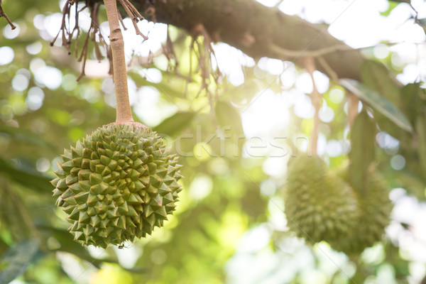 King of fruit durian tree close up Stock photo © szefei