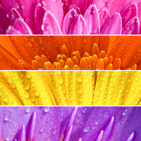Fresh flower banner. Stock photo © szefei