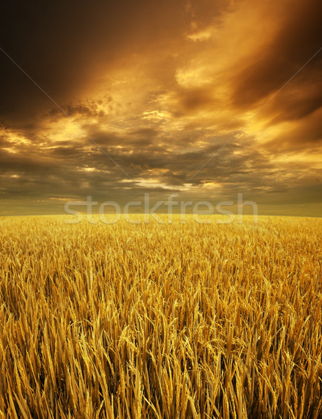 Golden paddy fields landscape Stock photo © szefei