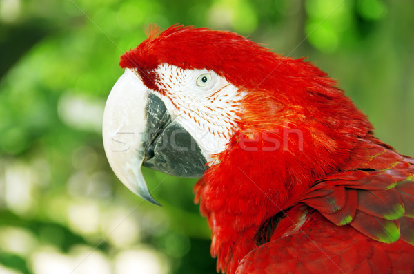Kırmızı papağan yeşil doğal göz Stok fotoğraf © szefei