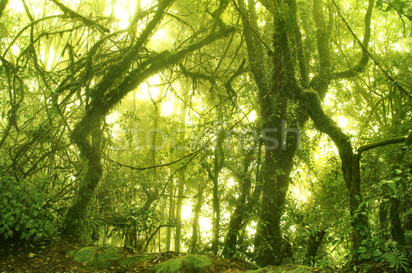 Mossy forest Stock photo © szefei