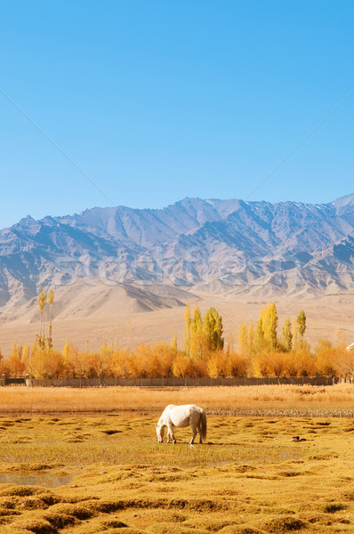 Peces estanque paisaje caballo comer Foto stock © szefei