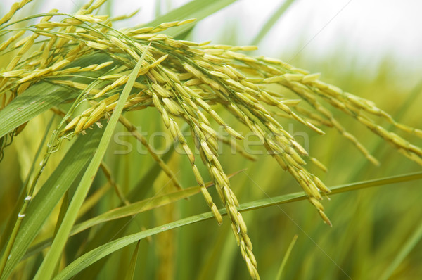 Paddy rice.  Stock photo © szefei