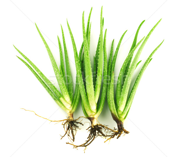 Aloe trei plante alb copac alimente Imagine de stoc © szefei